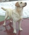 labrador_retrievery